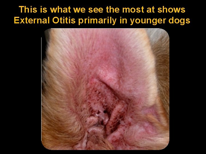 This is what we see the most at shows External Otitis primarily in younger