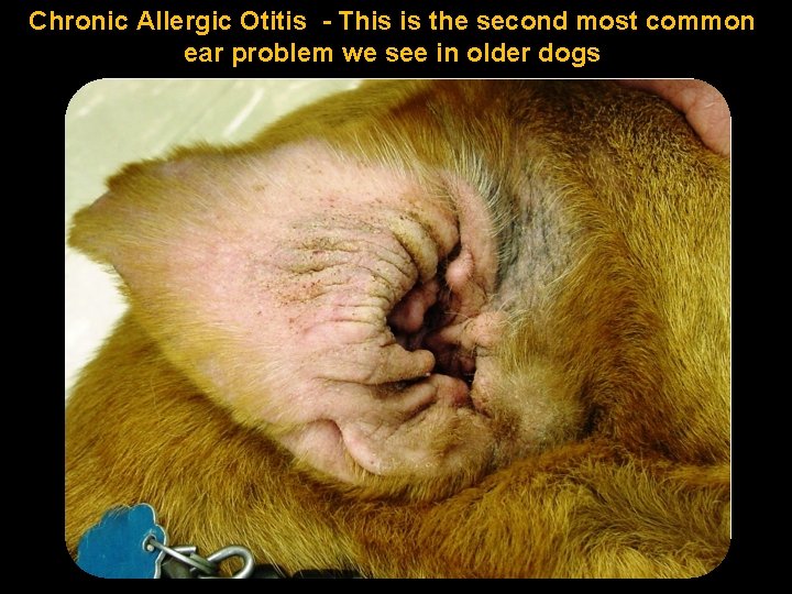 Chronic Allergic Otitis - This is the second most common ear problem we see
