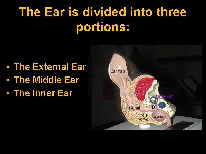 The Ear is divided into three portions: • The External Ear • The Middle