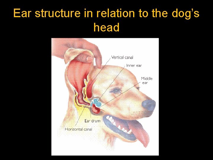 Ear structure in relation to the dog’s head 