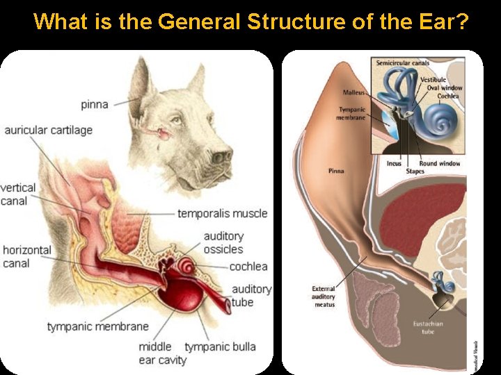 What is the General Structure of the Ear? 