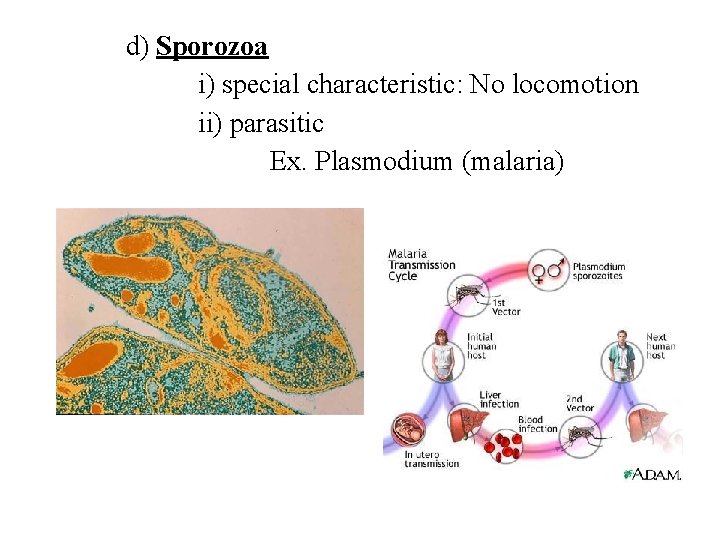 d) Sporozoa i) special characteristic: No locomotion ii) parasitic Ex. Plasmodium (malaria) 
