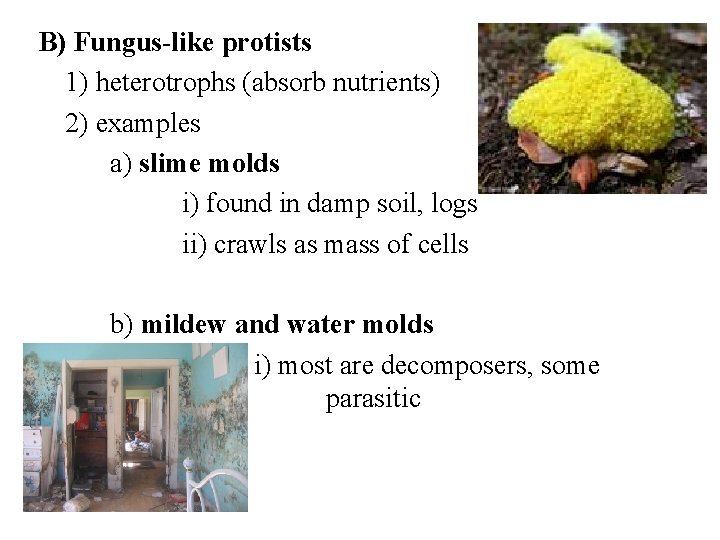 B) Fungus-like protists 1) heterotrophs (absorb nutrients) 2) examples a) slime molds i) found