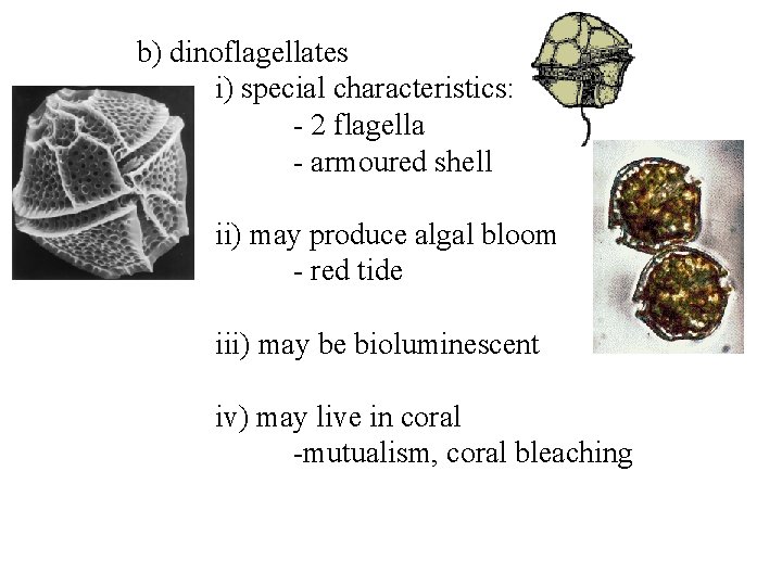 b) dinoflagellates i) special characteristics: - 2 flagella - armoured shell ii) may produce