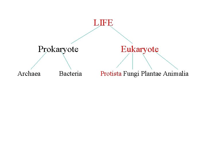 LIFE Prokaryote Archaea Bacteria Eukaryote Protista Fungi Plantae Animalia 