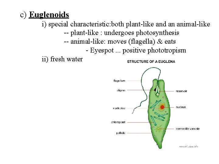 c) Euglenoids i) special characteristic: both plant-like and an animal-like -- plant-like : undergoes