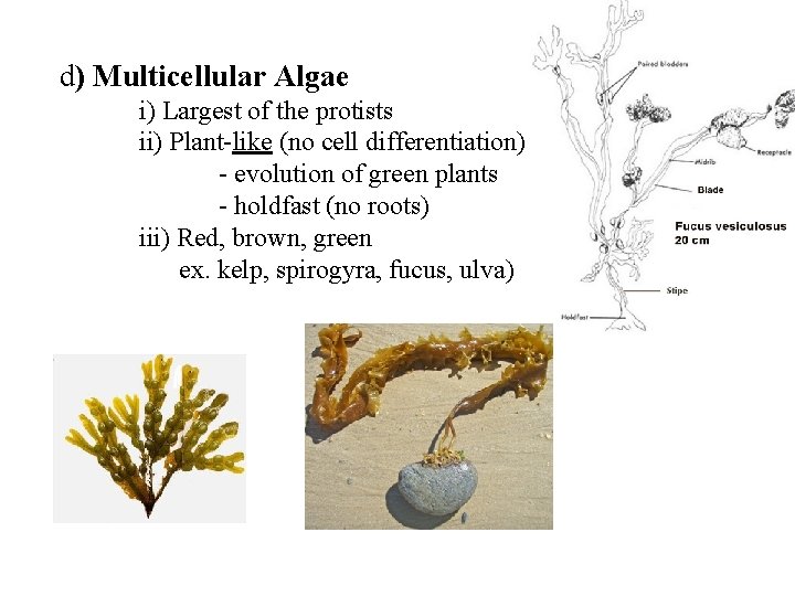 d) Multicellular Algae i) Largest of the protists ii) Plant-like (no cell differentiation) -
