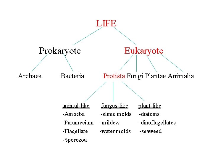 LIFE Prokaryote Archaea Bacteria Eukaryote Protista Fungi Plantae Animalia animal-like fungus-like -Amoeba -slime molds