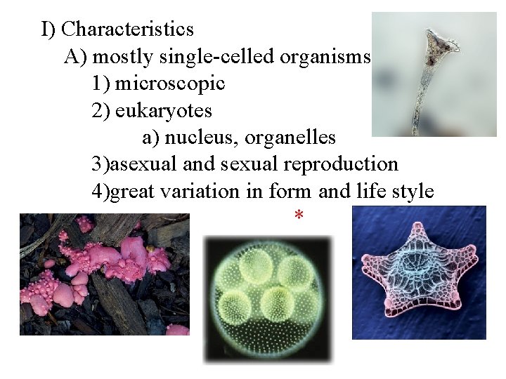 I) Characteristics A) mostly single-celled organisms 1) microscopic 2) eukaryotes a) nucleus, organelles 3)asexual