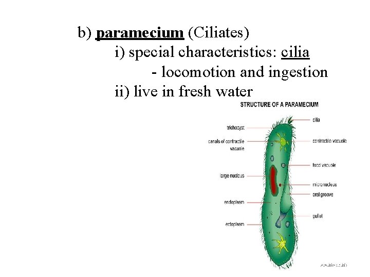 b) paramecium (Ciliates) i) special characteristics: cilia - locomotion and ingestion ii) live in