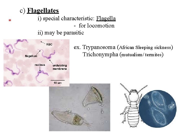 c) Flagellates * i) special characteristic: Flagella - for locomotion ii) may be parasitic