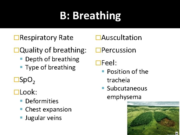 B: Breathing �Respiratory Rate �Auscultation �Quality of breathing: Depth of breathing Type of breathing