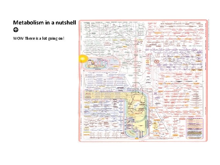 Metabolism in a nutshell WOW There is a lot going on! 