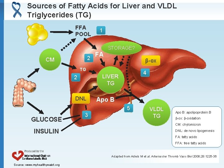 Sources of Fatty Acids for Liver and VLDL Triglycerides (TG) FFA POOL 2 CM