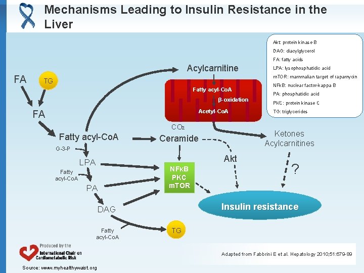 Mechanisms Leading to Insulin Resistance in the Liver Akt: protein kinase B DAG: diacylglycerol
