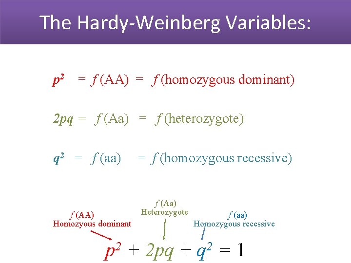 The Hardy-Weinberg Variables: p 2 = f (AA) = f (homozygous dominant) 2 pq