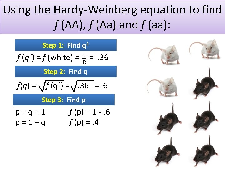 Using the Hardy-Weinberg equation to find f (AA), f (Aa) and f (aa): Step
