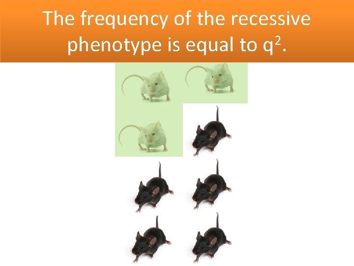 The frequency of the recessive 2 phenotype is equal to q. 
