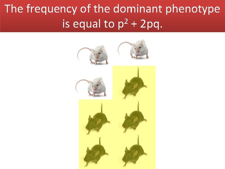 The frequency of the dominant phenotype is equal to p 2 + 2 pq.