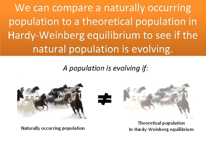 We can compare a naturally occurring population to a theoretical population in Hardy-Weinberg equilibrium