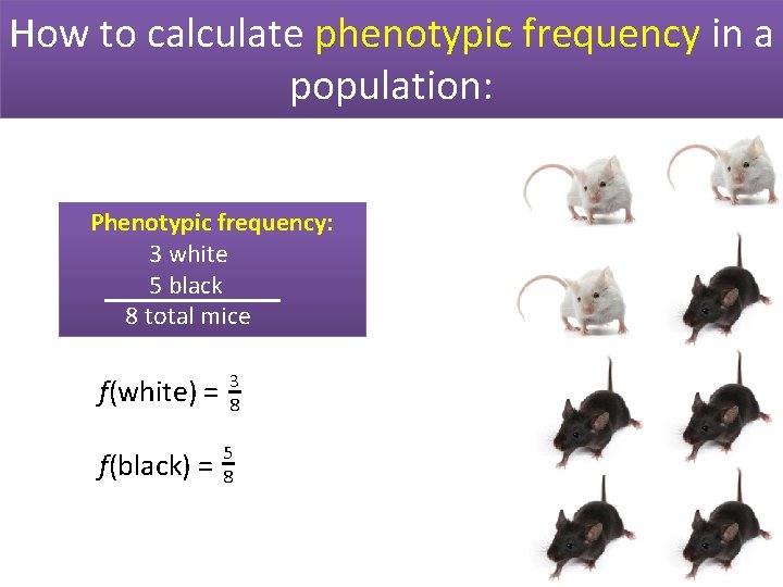 How to calculate phenotypic frequency in a population: Phenotypic frequency: 3 white 5 black