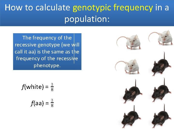 How to calculate genotypic frequency in a population: The frequency of the recessive genotype