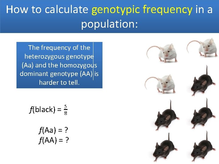 How to calculate genotypic frequency in a population: The frequency of the heterozygous genotype