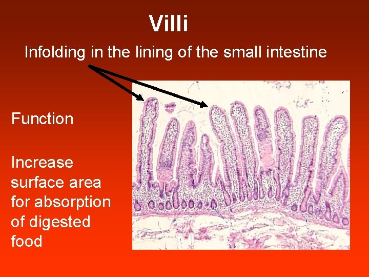 Villi Infolding in the lining of the small intestine Function Increase surface area for