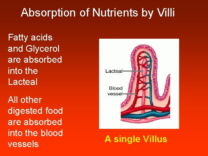 Absorption of Nutrients by Villi Fatty acids and Glycerol are absorbed into the Lacteal