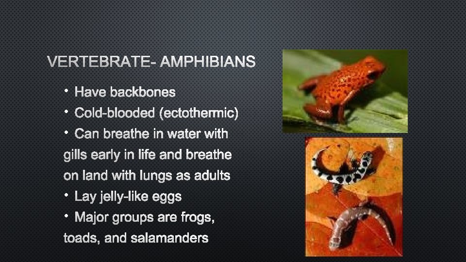 VERTEBRATE- AMPHIBIANS • HAVE BACKBONES • COLD-BLOODED (ECTOTHERMIC) • CAN BREATHE IN WATER WITH