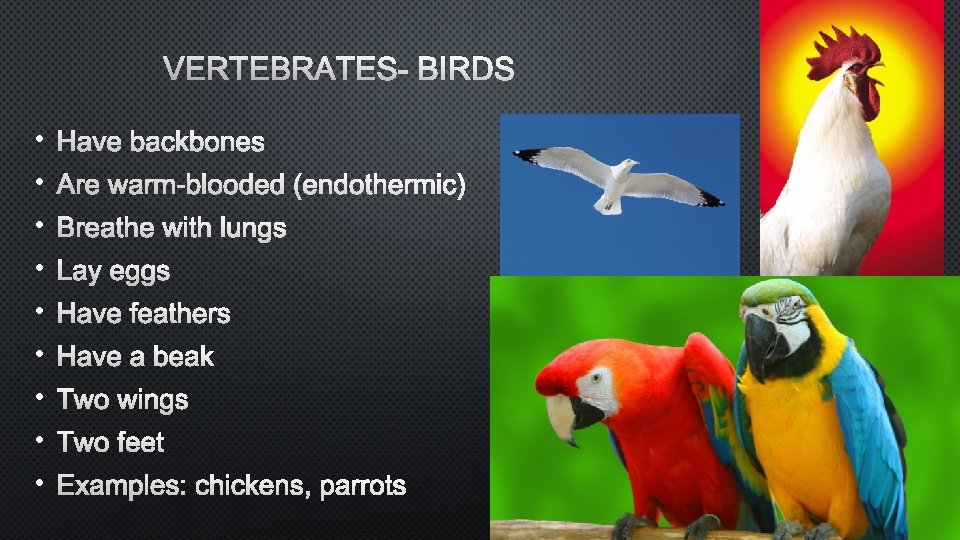 VERTEBRATES- BIRDS • HAVE BACKBONES • ARE WARM-BLOODED (ENDOTHERMIC) • BREATHE WITH LUNGS •