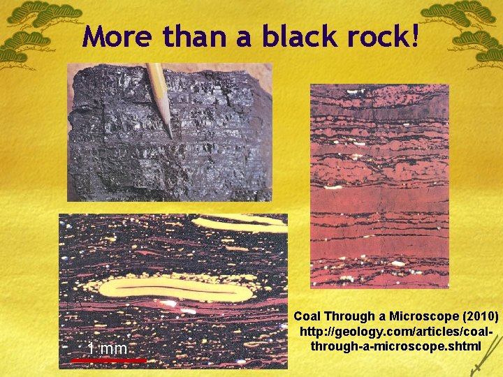 More than a black rock! 1 mm Coal Through a Microscope (2010) http: //geology.