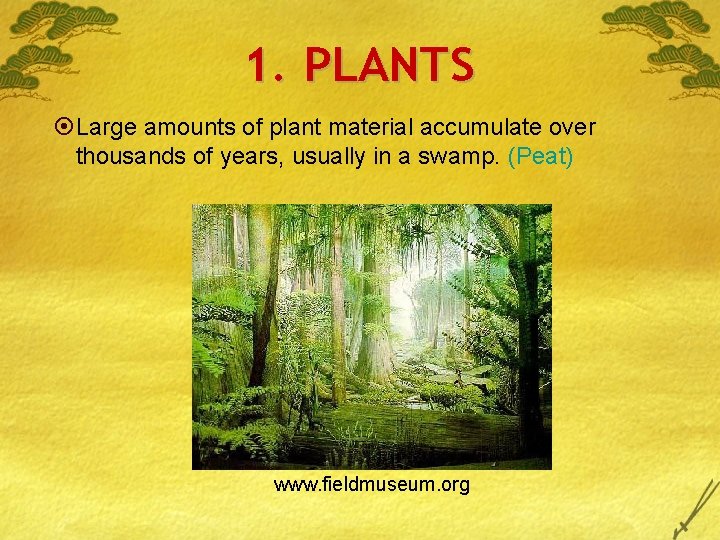 1. PLANTS ¤Large amounts of plant material accumulate over thousands of years, usually in