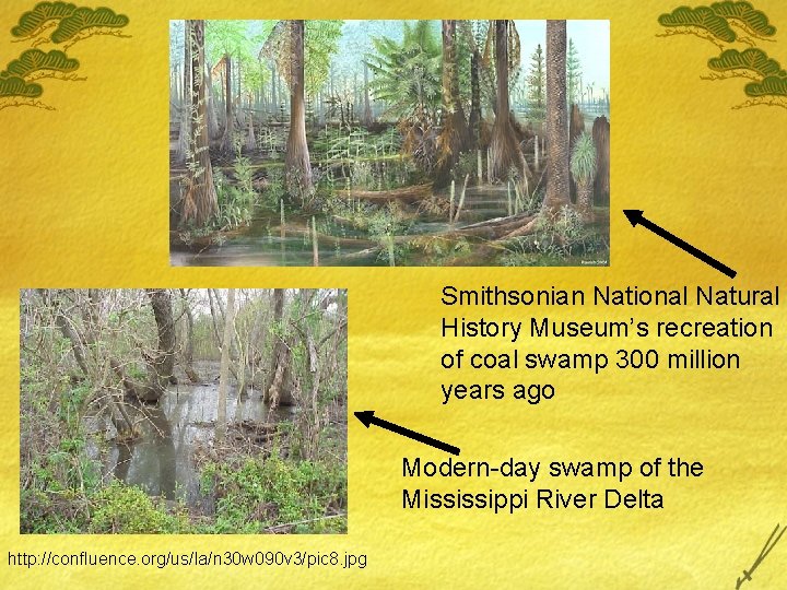 Smithsonian National Natural History Museum’s recreation of coal swamp 300 million years ago Modern-day