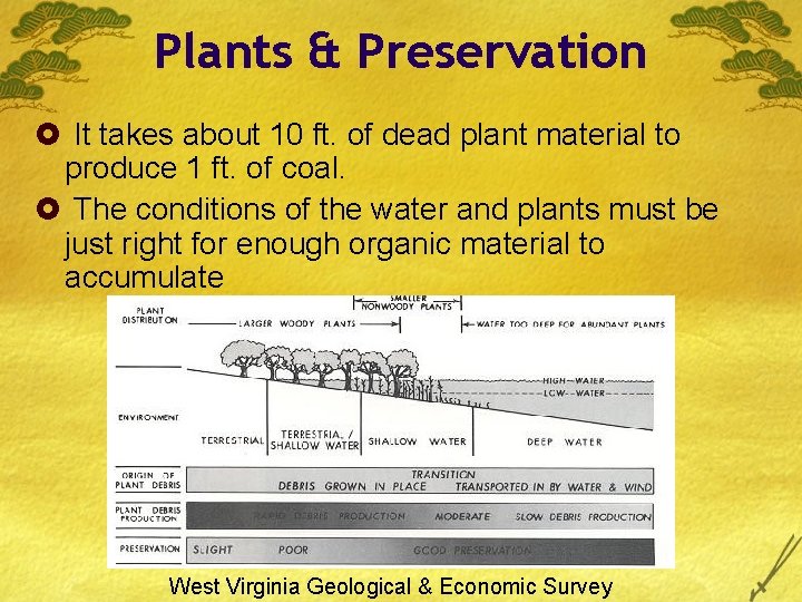 Plants & Preservation £ It takes about 10 ft. of dead plant material to