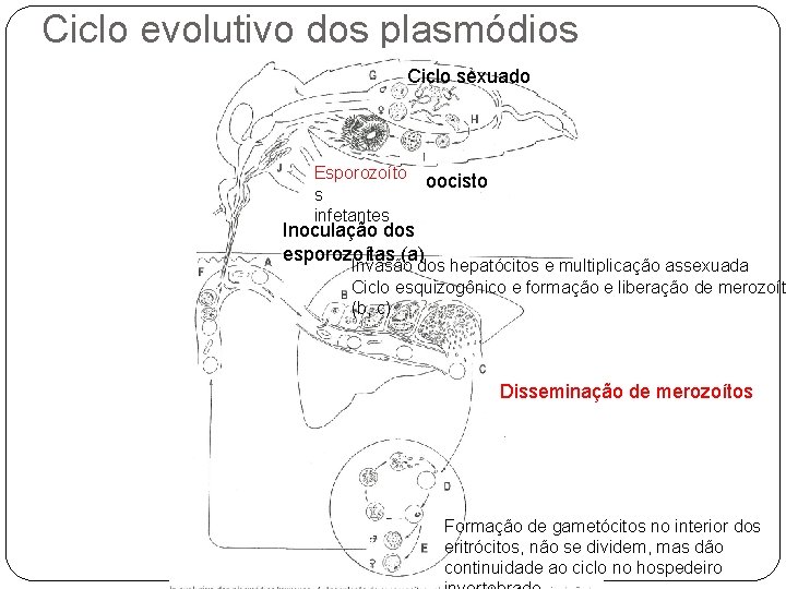 Ciclo evolutivo dos plasmódios Ciclo sexuado Esporozoíto s infetantes oocisto Inoculação dos esporozoítas (a)