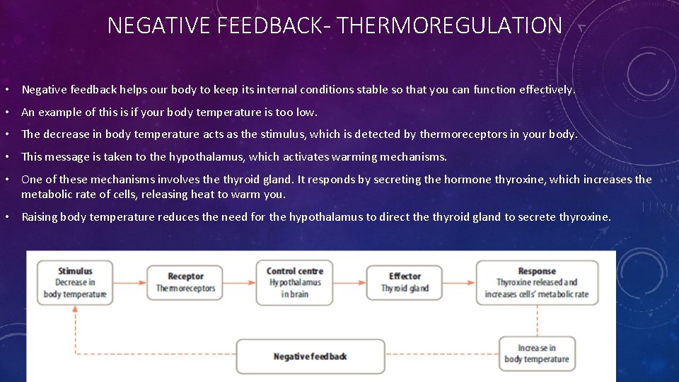 NEGATIVE FEEDBACK- THERMOREGULATION • Negative feedback helps our body to keep its internal conditions