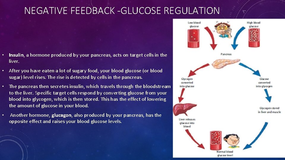 NEGATIVE FEEDBACK -GLUCOSE REGULATION • Insulin, a hormone produced by your pancreas, acts on