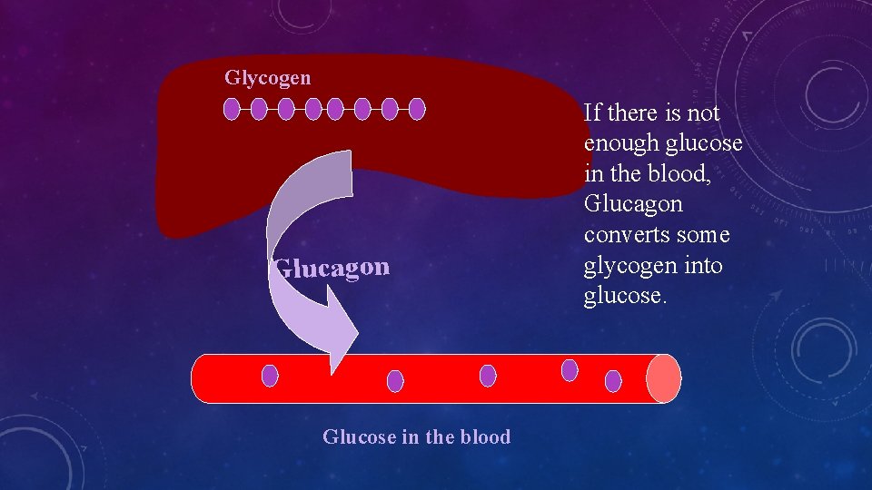Glycogen Glucagon Glucose in the blood If there is not enough glucose in the