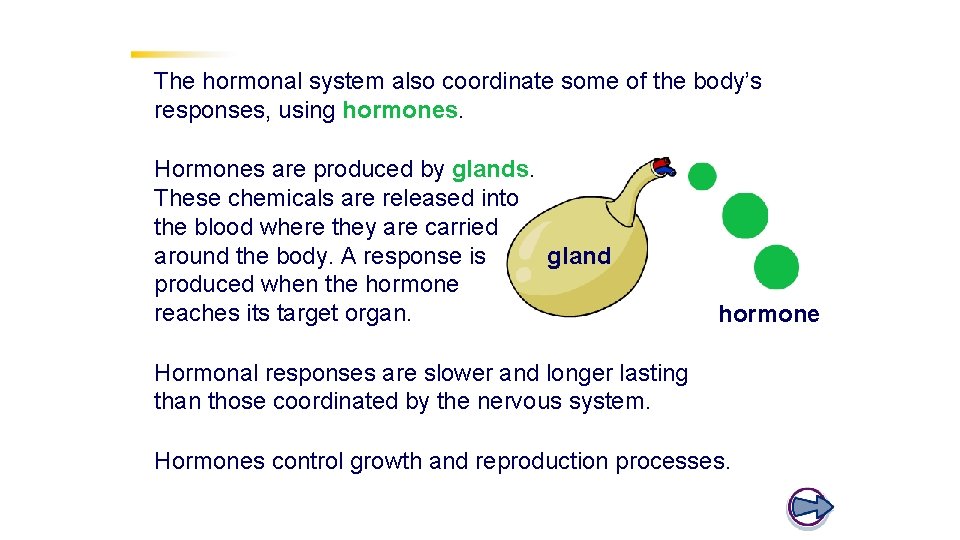 THE The hormonal system also coordinate some of the body’s HORMONAL SYSTEM responses, using