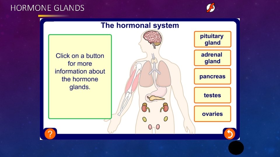 HORMONE GLANDS 