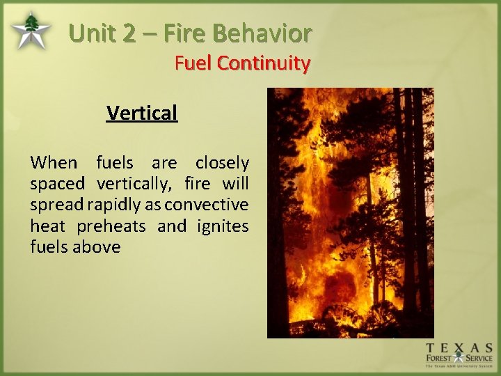 Unit 2 – Fire Behavior Fuel Continuity Vertical When fuels are closely spaced vertically,
