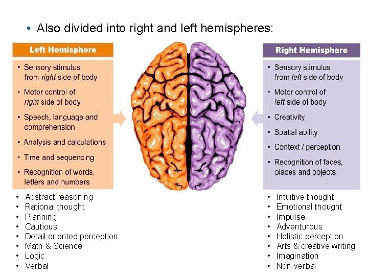  • Also divided into right and left hemispheres: • • Abstract reasoning Rational