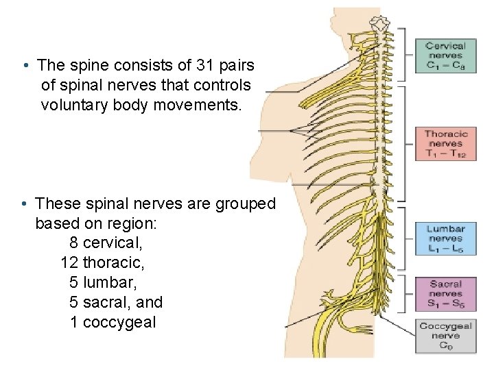  • The spine consists of 31 pairs of spinal nerves that controls voluntary