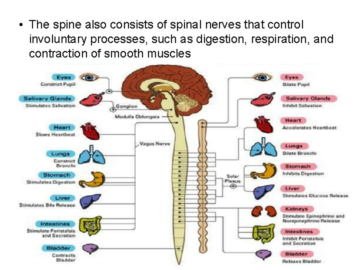  • The spine also consists of spinal nerves that control involuntary processes, such