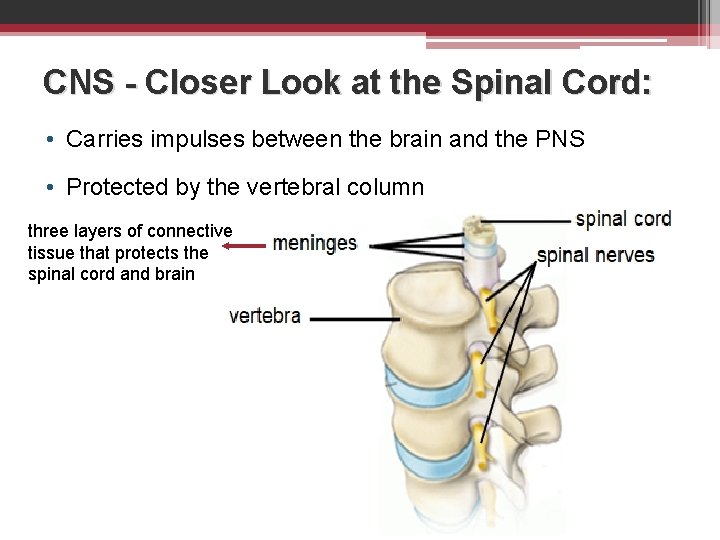 CNS - Closer Look at the Spinal Cord: • Carries impulses between the brain