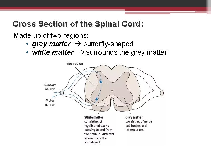 Cross Section of the Spinal Cord: Made up of two regions: • grey matter