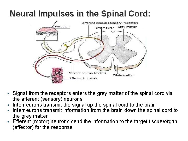 Neural Impulses in the Spinal Cord: • Signal from the receptors enters the grey