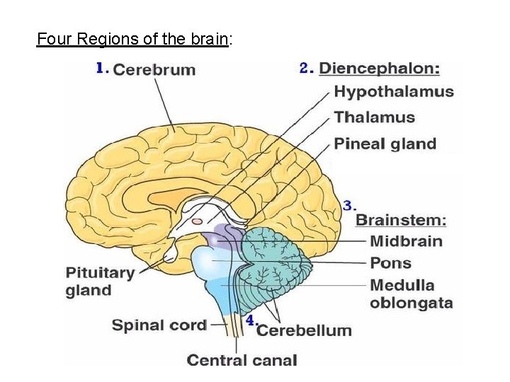 Four Regions of the brain: 