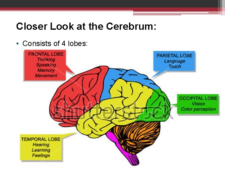Closer Look at the Cerebrum: • Consists of 4 lobes: 